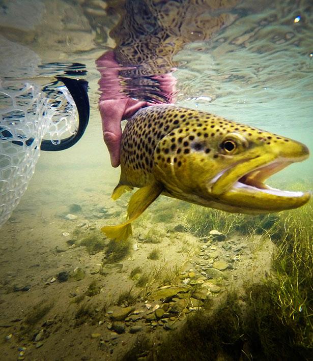 Fish underwater in the Provo River, Utah.